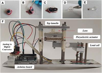 Storage-induced mechanical changes of porcine lenses assessed with optical coherence elastography and inverse finite element modeling